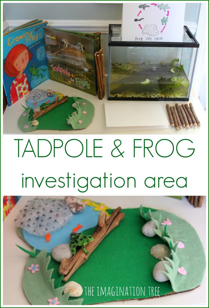 Tadpole and frog investigation and observation area