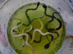Messy Play: Snakes in Jelly!
