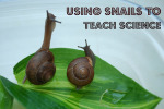 Looking after Snails