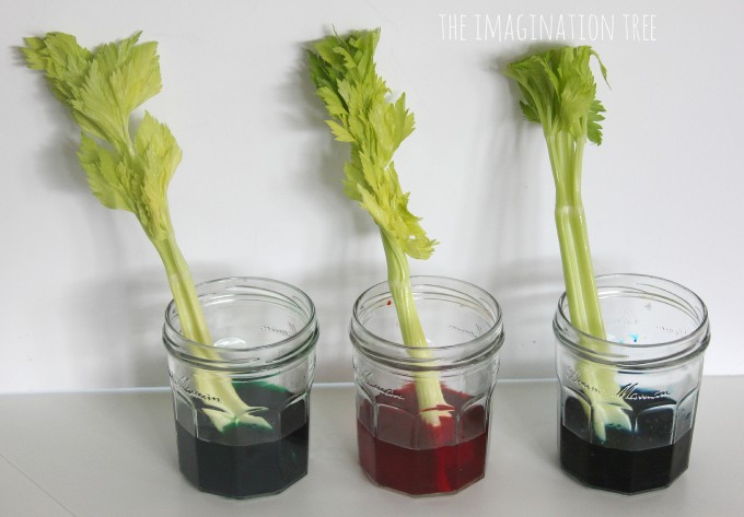 Celery transpiration