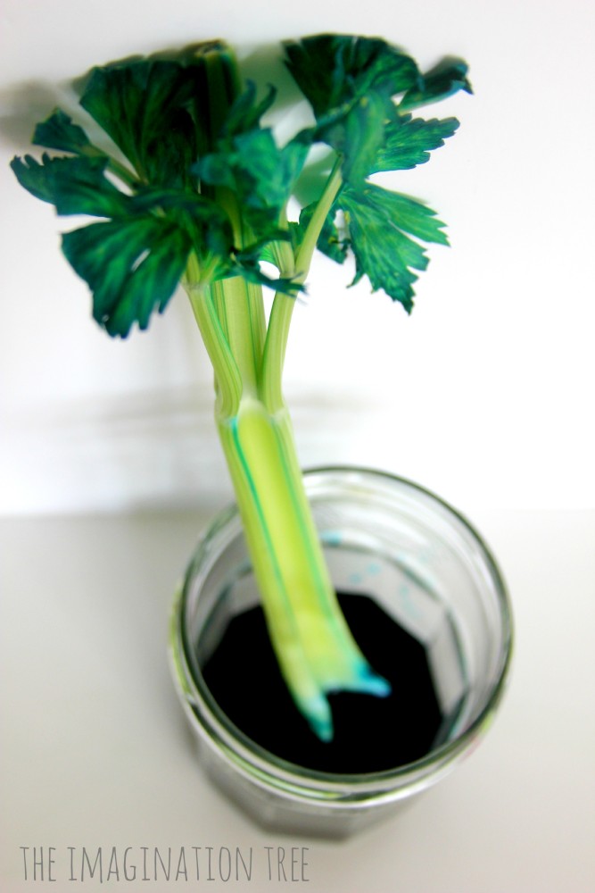 Dyed celery experiment