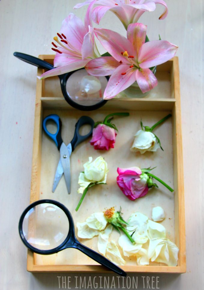 Exploring flowers nature tray