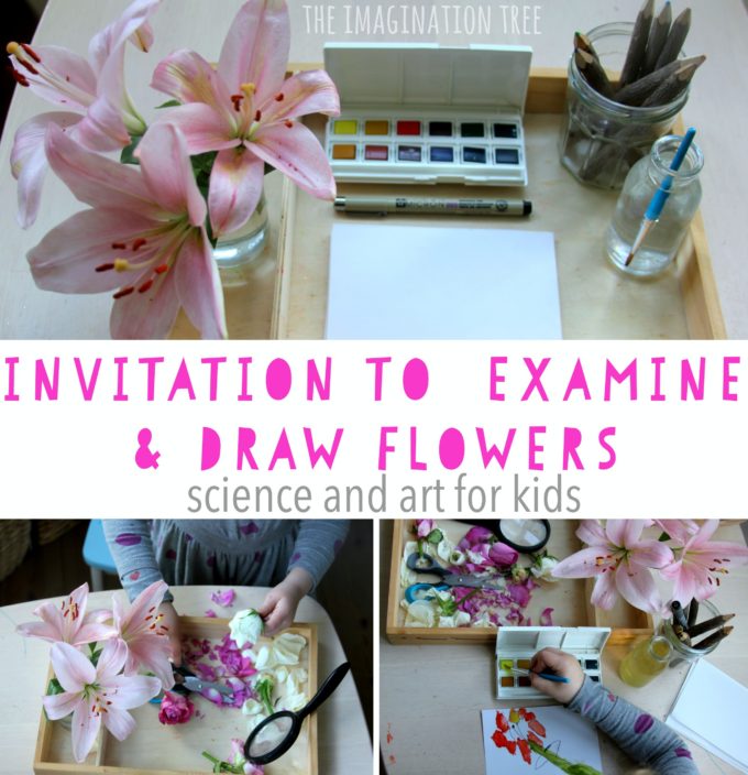 Invitation to examine and draw flowers for kids